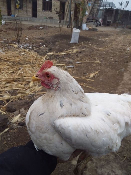 Tovuqlar soni 28 ta srochna sotiladi