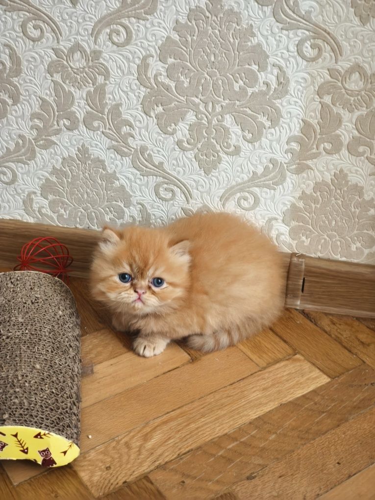 Породисто персийско мъжко коте