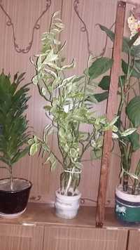 Комнатное растение с красивыми листьями