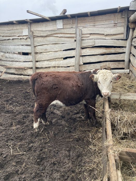 Бычек подсос племенной