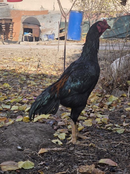 Dakan Mart Toza Chempion bolasi