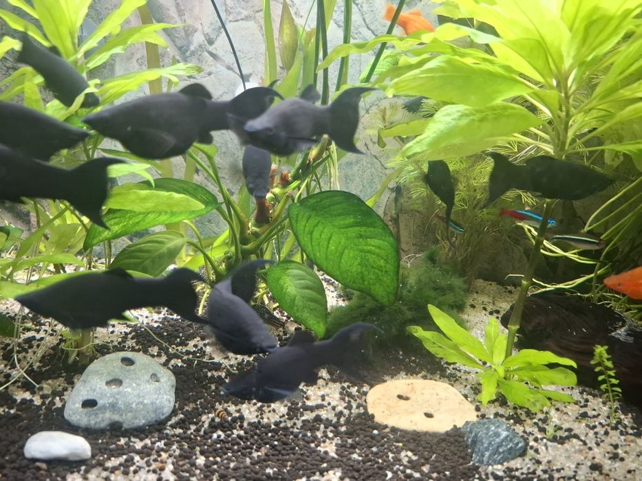 Vand sau schimb pesti Black molly lyra sau poecillia