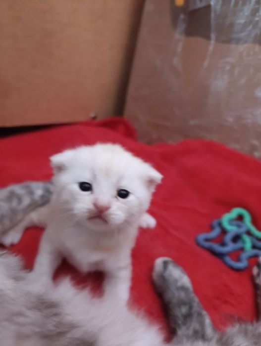 Продам шотландский вислоухий мальчик
