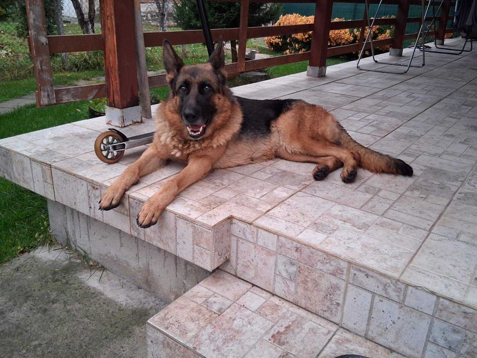 Две немски овчарки | мъжка и женска