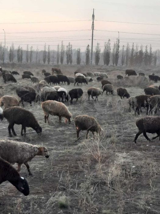 Продам жирных баранов  на выбор в г.Павлодаре от 60000 тенге