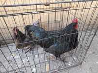 Vând Australorp 2024