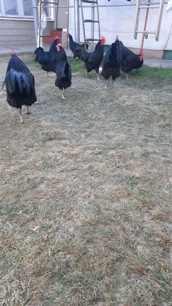 Qora shahzoda horozlari