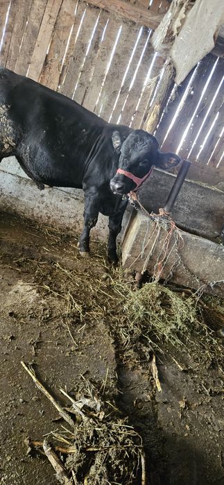 Vând 11 tauri și o vitica