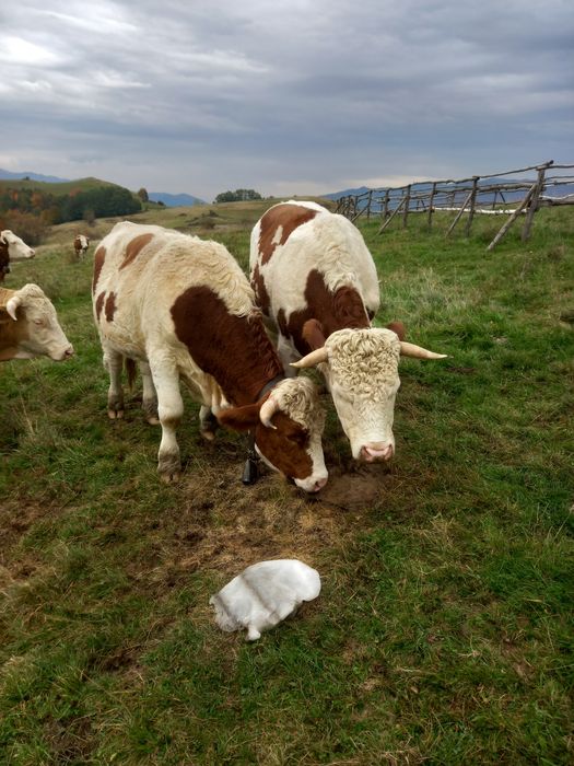 Junci batata romanesca