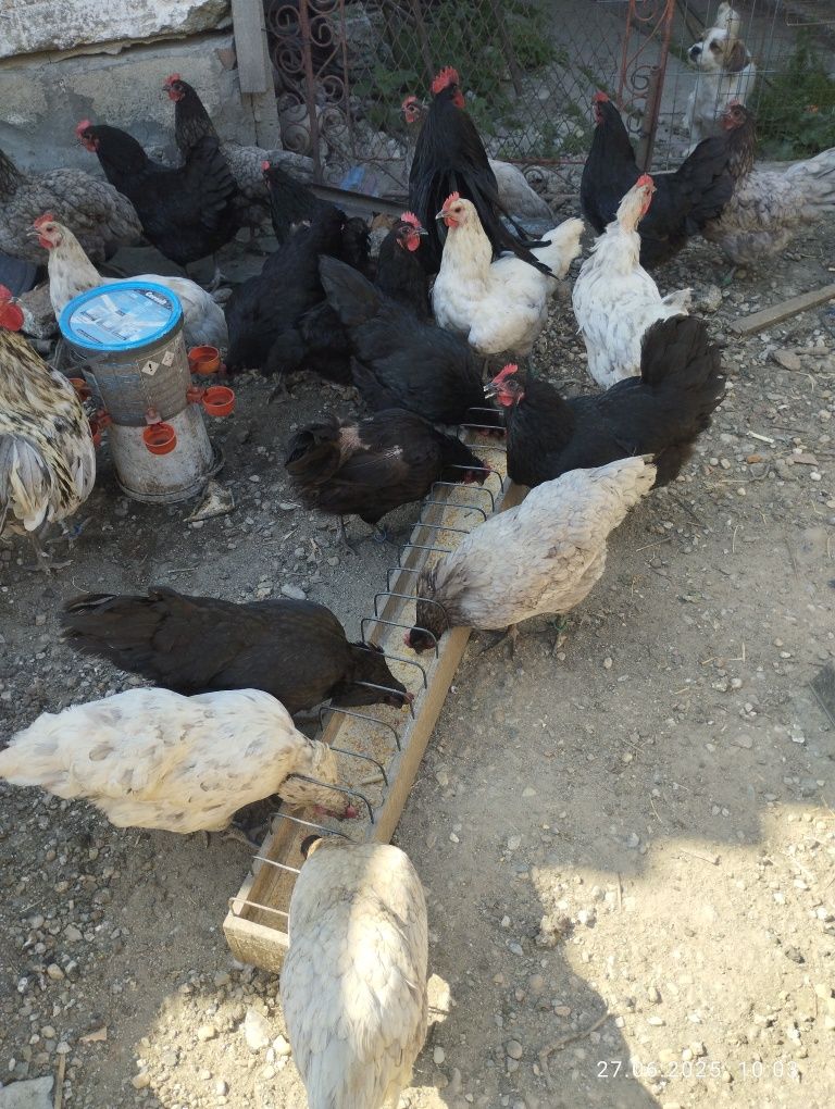 Găini australorp