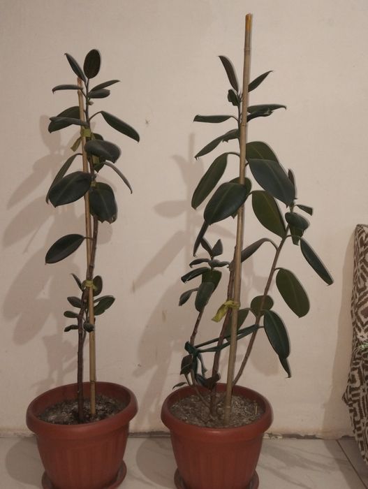 Домашние цветы срочно продам