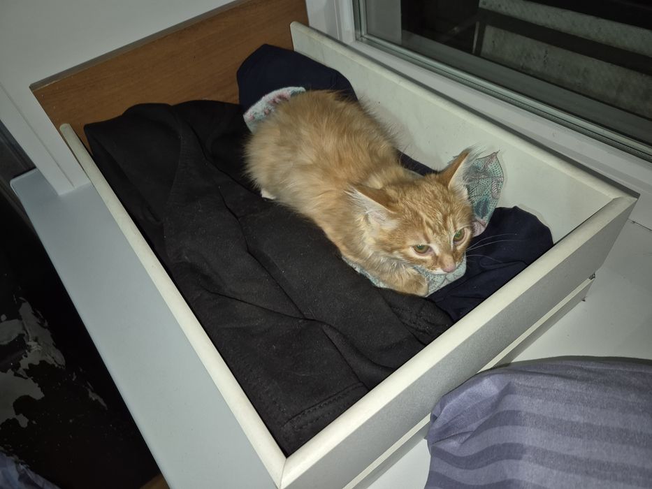 Отдаю котёнок бесплатно