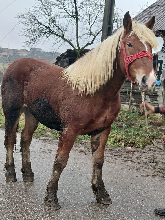 Vand mnz de un an si sane luni