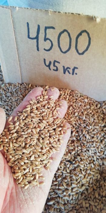 Продам пшеницу хорошего качества