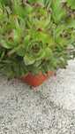Plante Sempervivum Planta Urechelnita pentru marturi,aranjamente mese