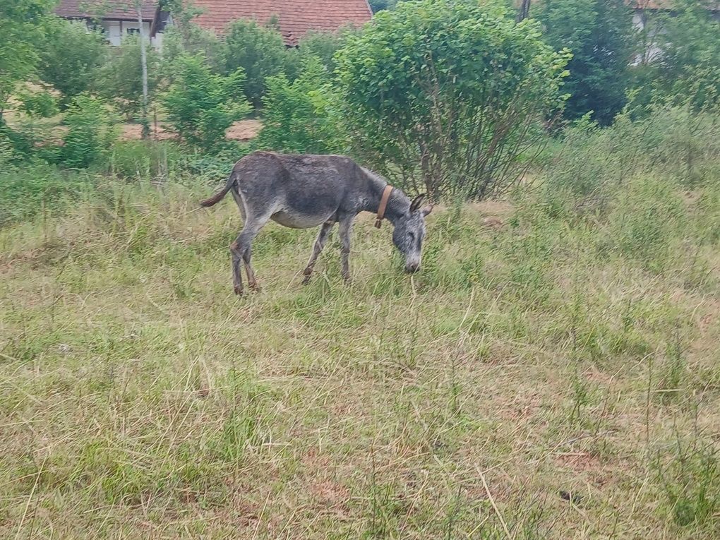 Vand 2 madarite forte cuminti invatate LA oi una este gestanta