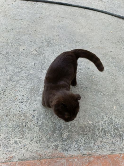 Mushuk sotiladi Scottish Fold