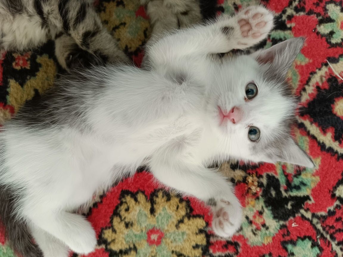 Отдам котенка девочка