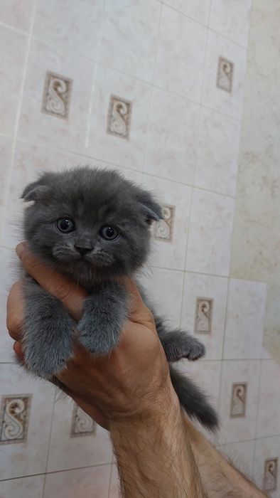 Продаётся Скотиш Фолд мальчики.
