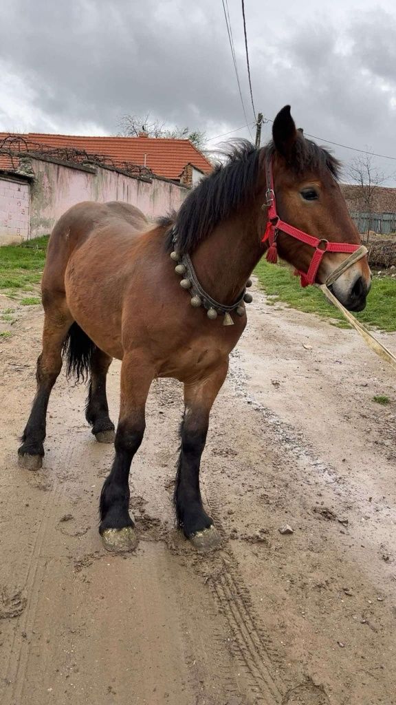 Vând manz  ardenez din cai grei