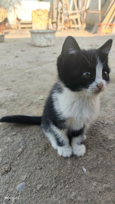 Pishiq bar qiz pishiq