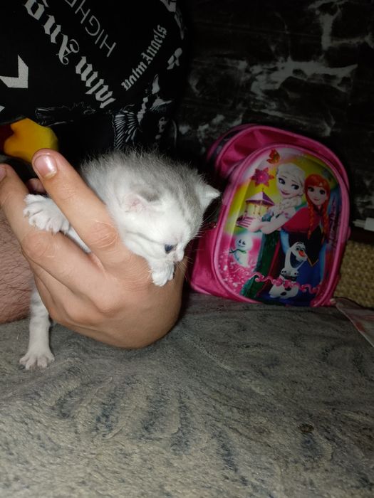Продаются котята от правильной вязки