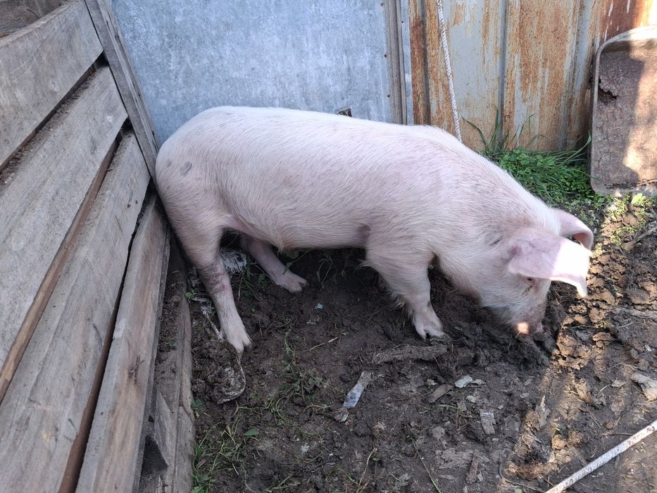 Домашно прасе ...