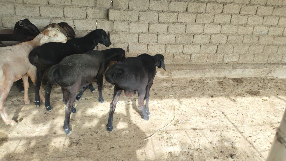 Qochqorlar kachoklar