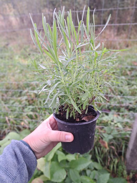 De vânzare lavandă