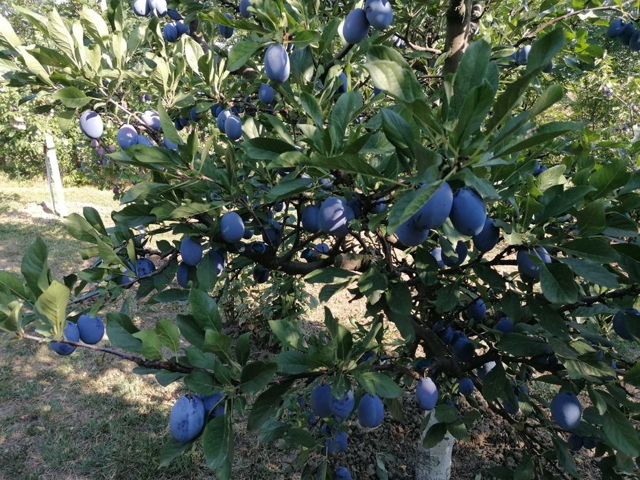 Prune Stanley de vânzare.