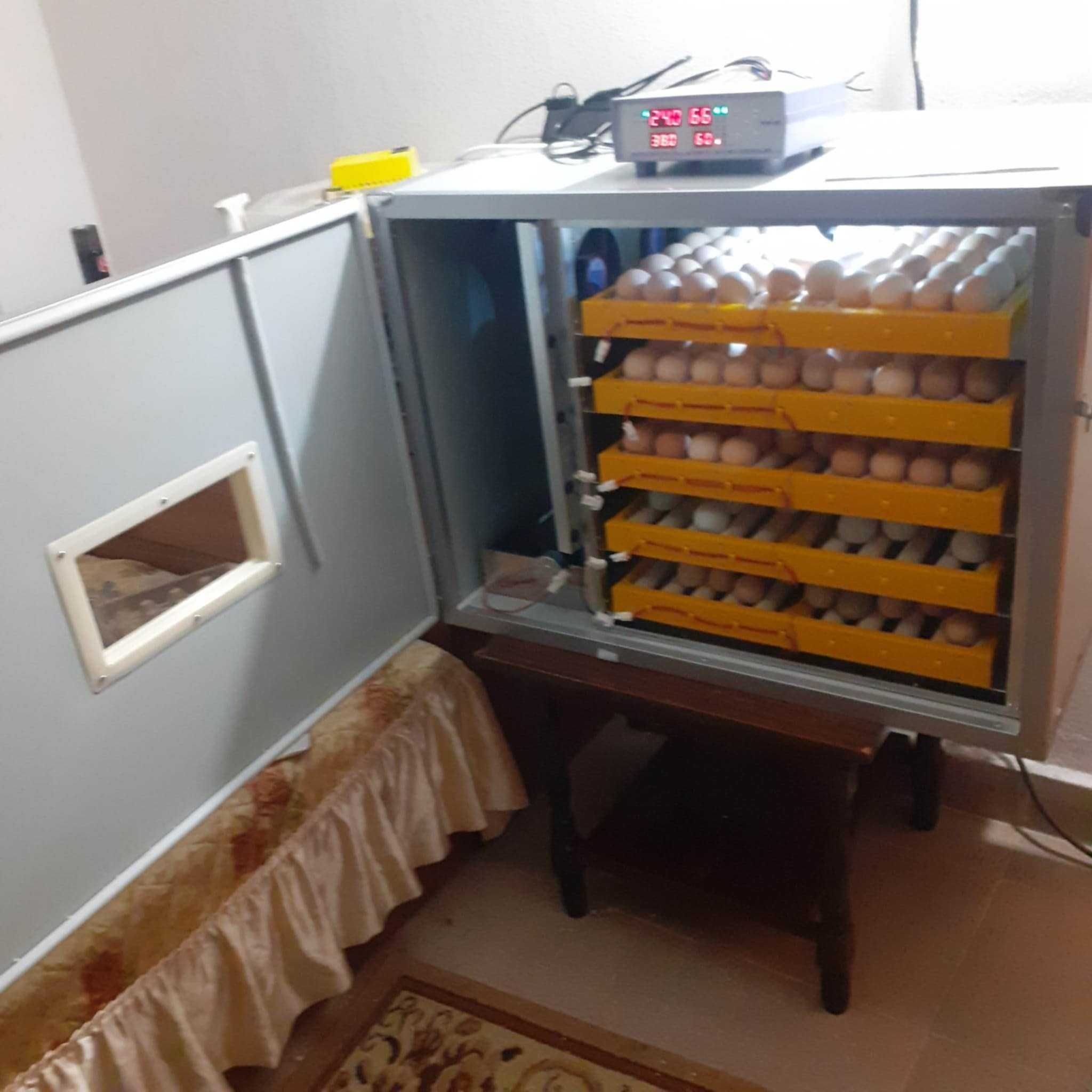Професионален инкубатор, Люпилня MS-300 яйца (DC 12V / AC 220V)