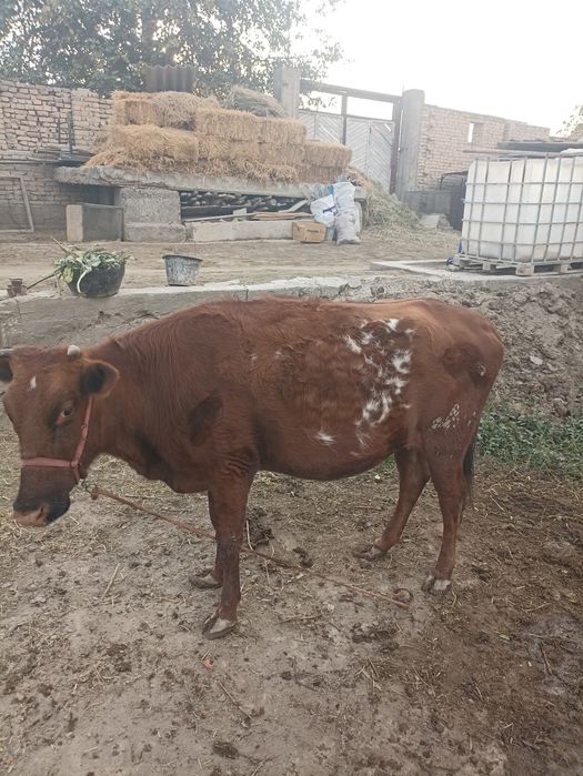 Гуножин сотилади