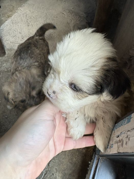 Donez catei mama shih tzu tatal bichon
