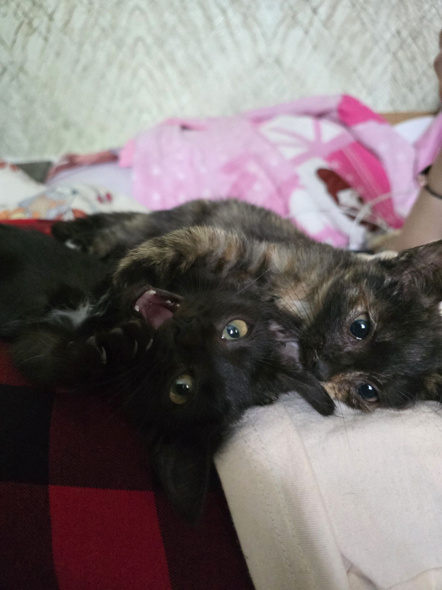 Срочно котятами нужен дом!