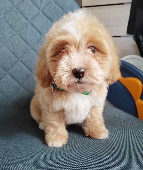 Shih-poo dogs/mini poodle