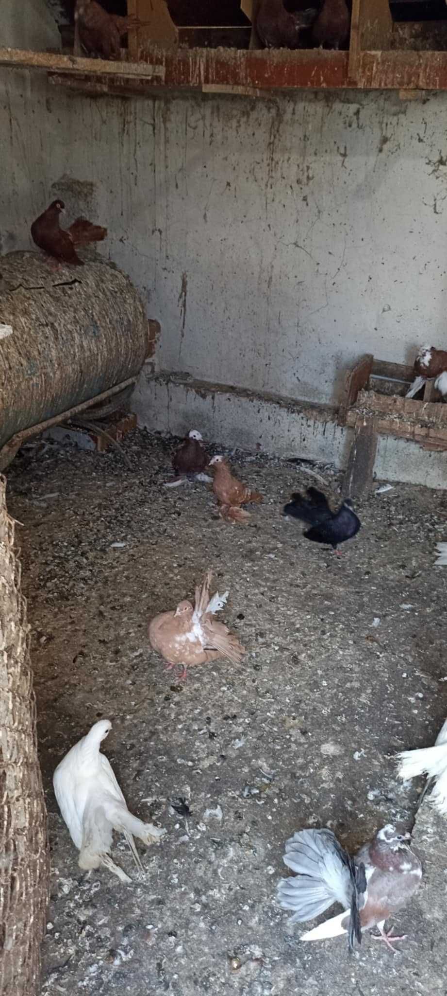 Гълъби за продан