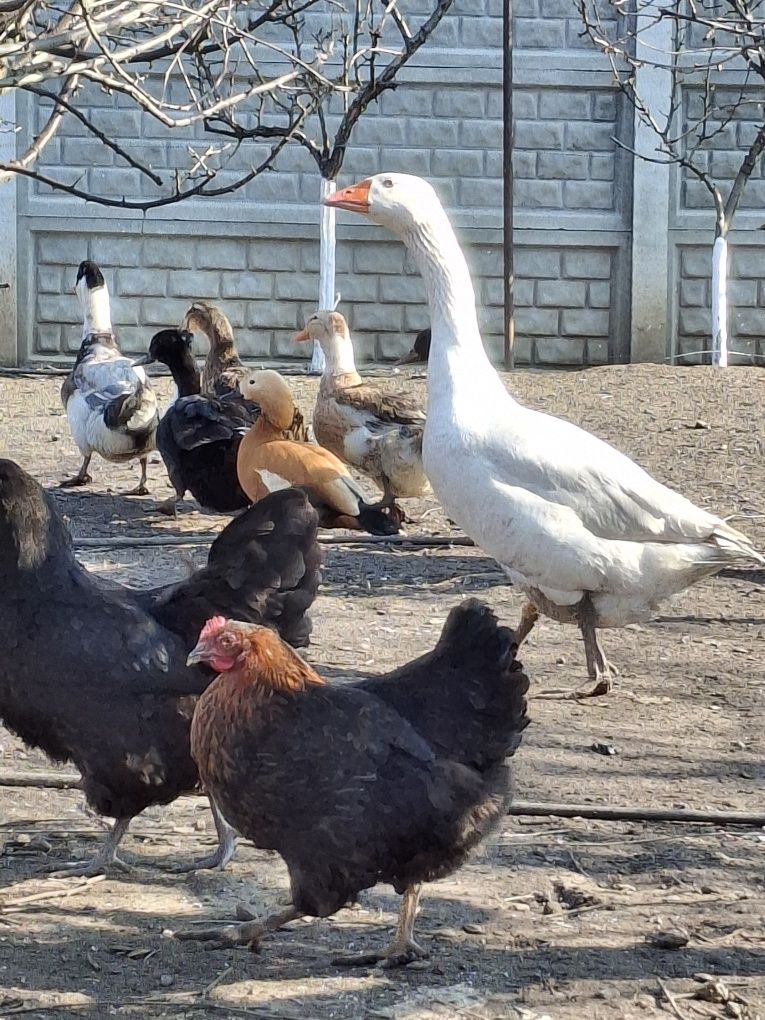 Oua gaina rața si bibilica pentru incubat si consum