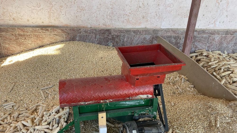 Ақ жүгері сатылады