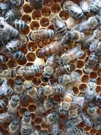 Roi ( roiuri ) de albine pe 3, 4, 5, 6 rame cu mătci buckfast și carni