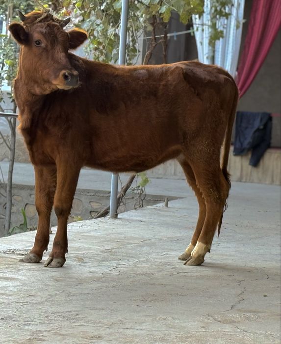 Гуножин сотилади бугоз 5.5 ойдик gunojin bugoz sotiladi