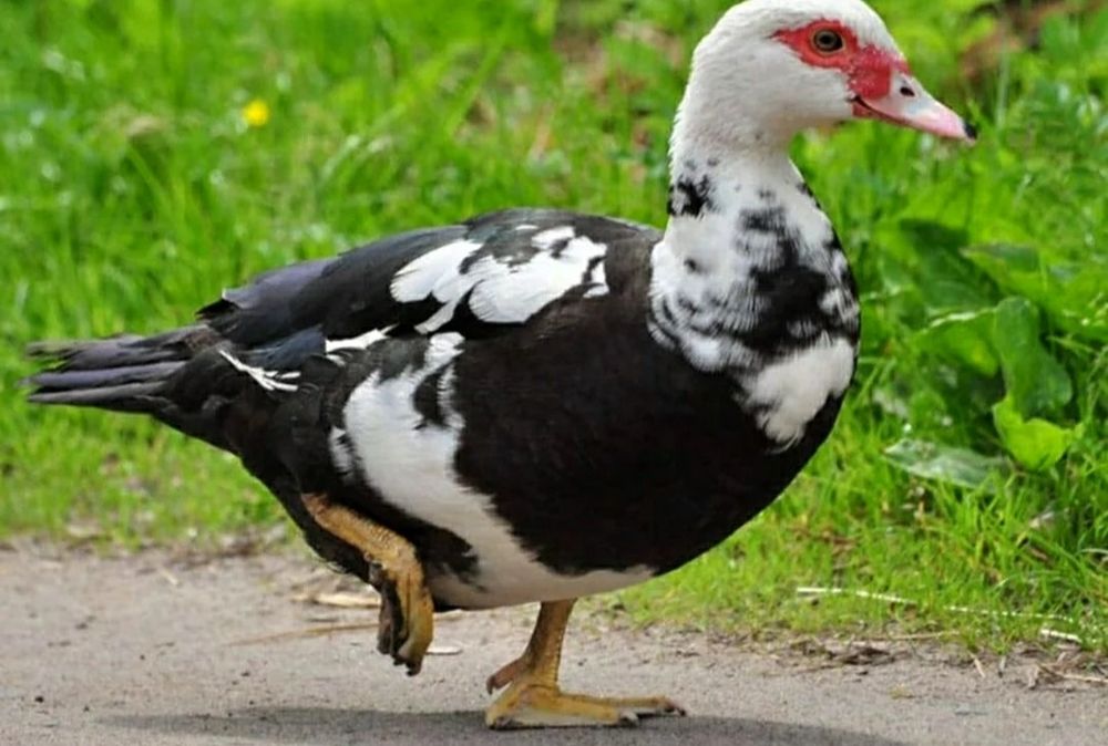 Продам мускусных уток(Шипунов)