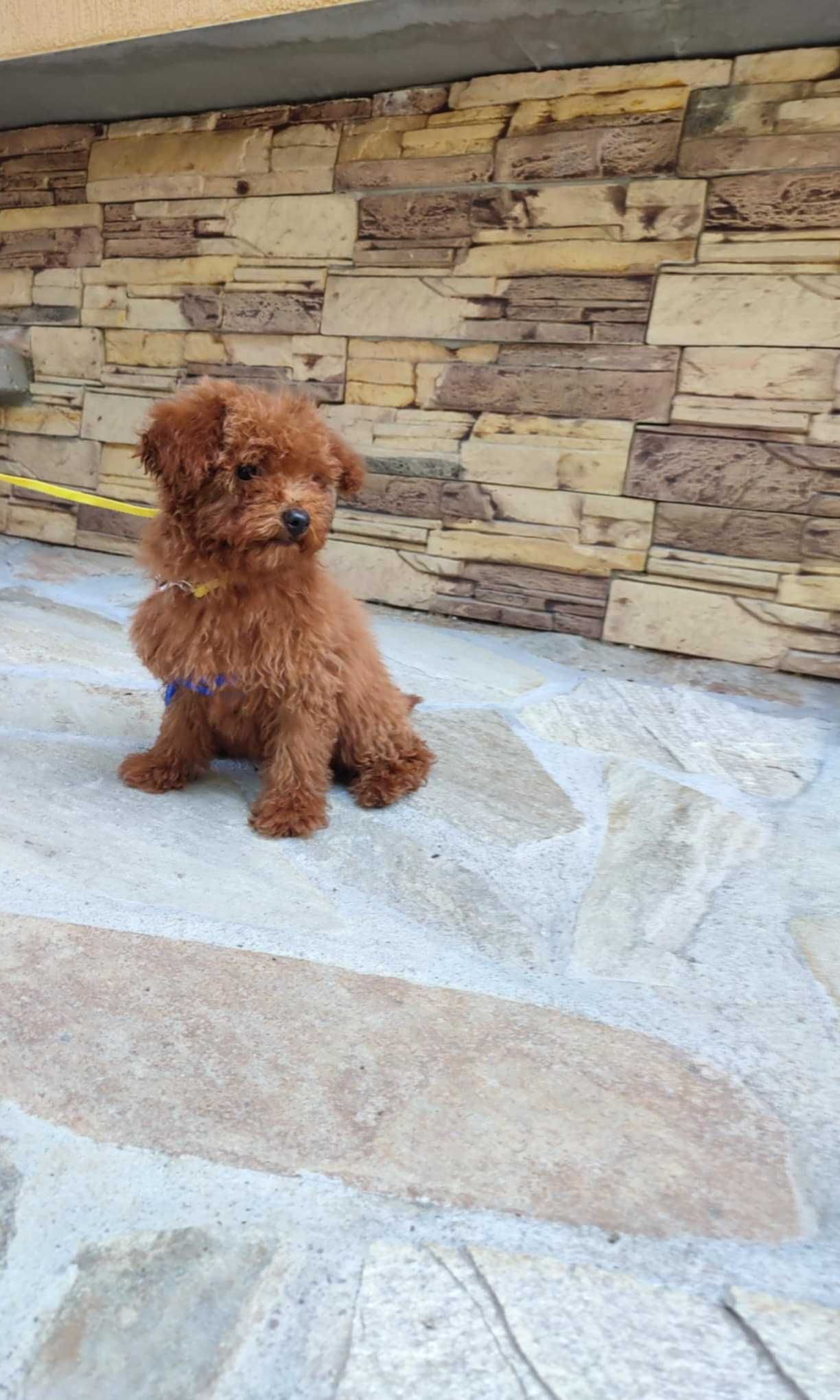 Пудел Той/ Toy Poodle