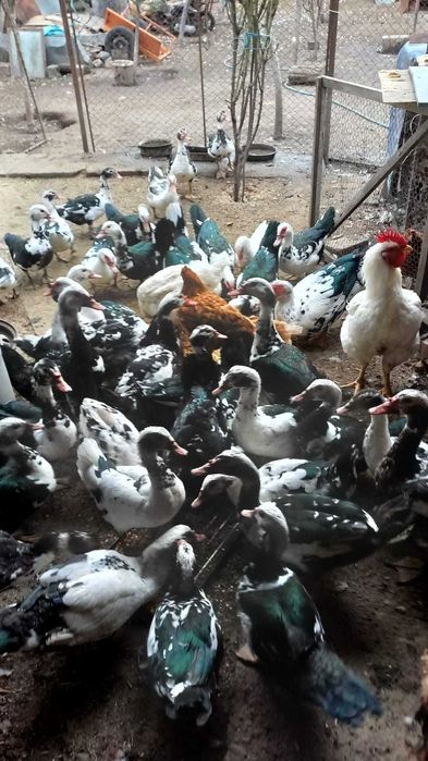 Rate lesesti de vanzare