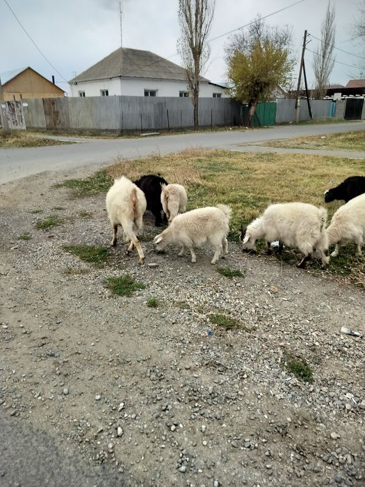 Ешкі, теке, шібіштер сатамын.