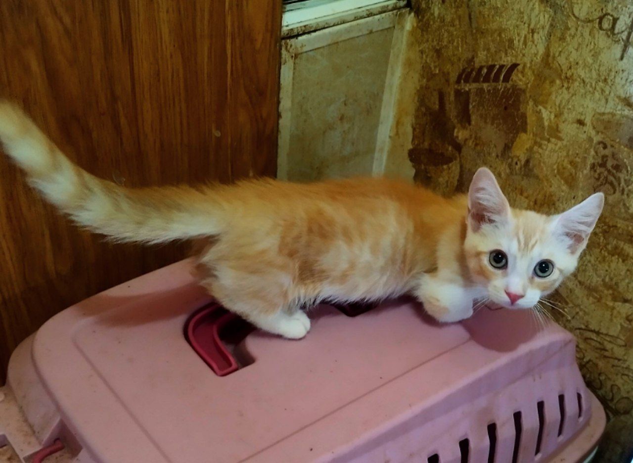 Шикарный котёнок Манчкина