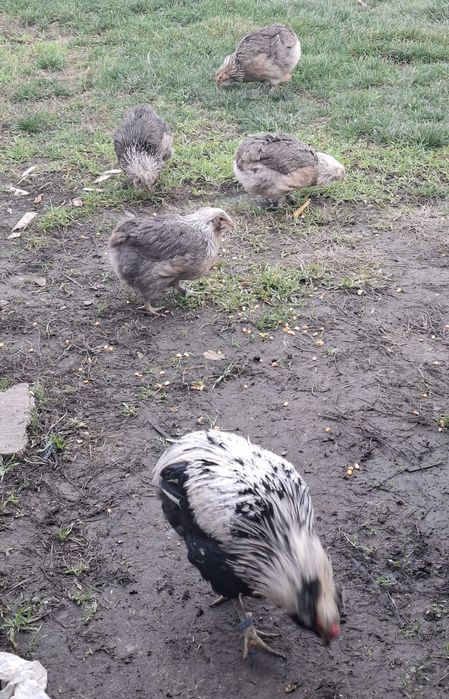 Araucana  argintiu 2×1