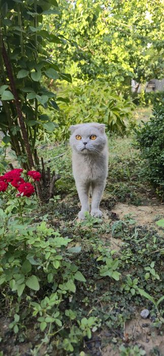 Вязка   Скотиш 400 минг