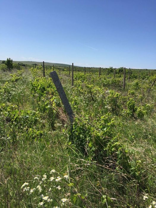 Vie neruclarata Breaza Prahova