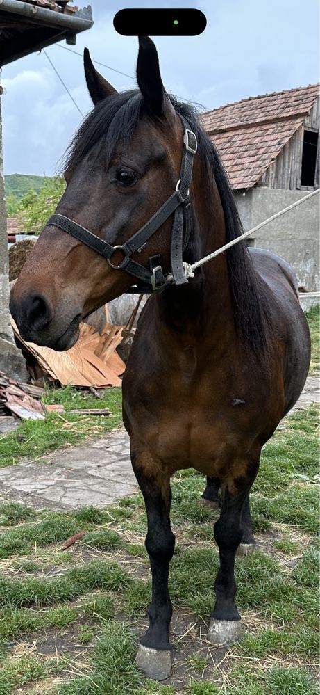 Vand iapa garantata pn utilaje si calarie blanda sta la potcovit ;)