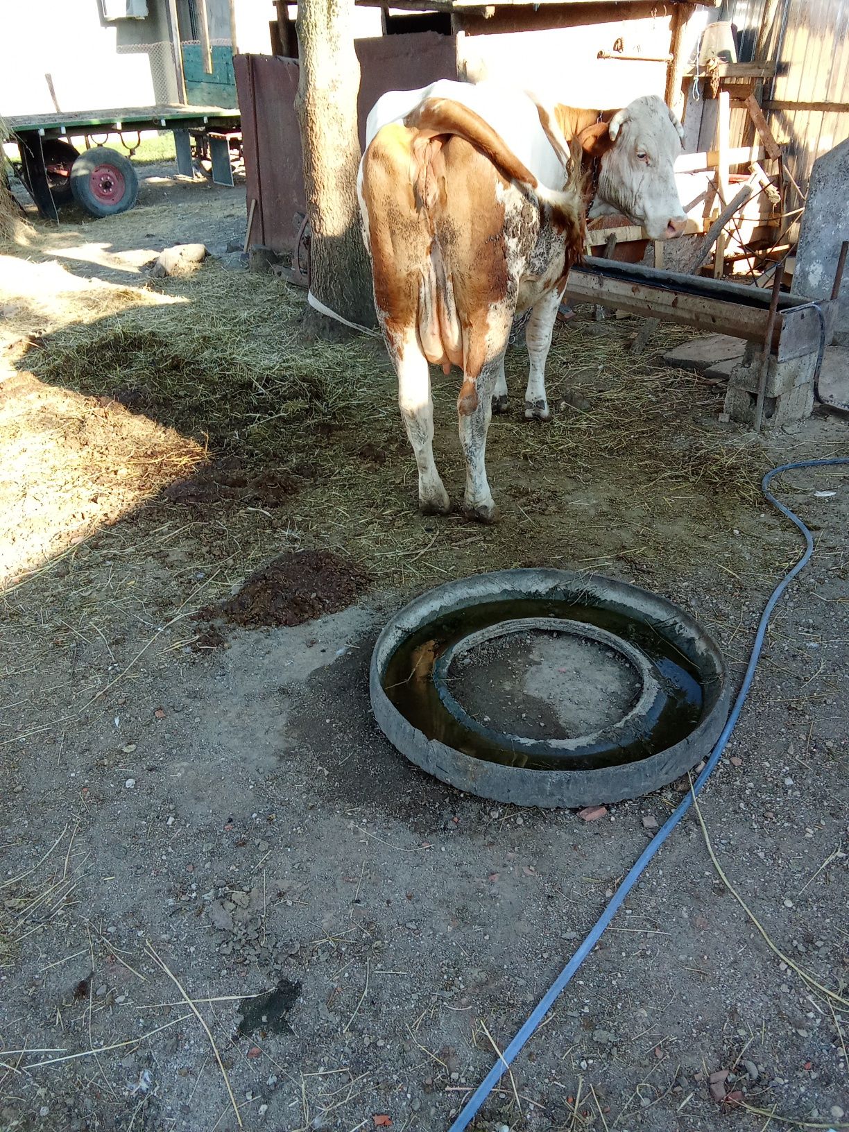 Vind vaca a doua fatatura blînda